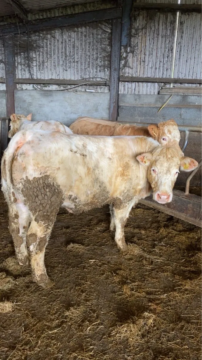 🔥Quality Heifers 🔥 - Image 1