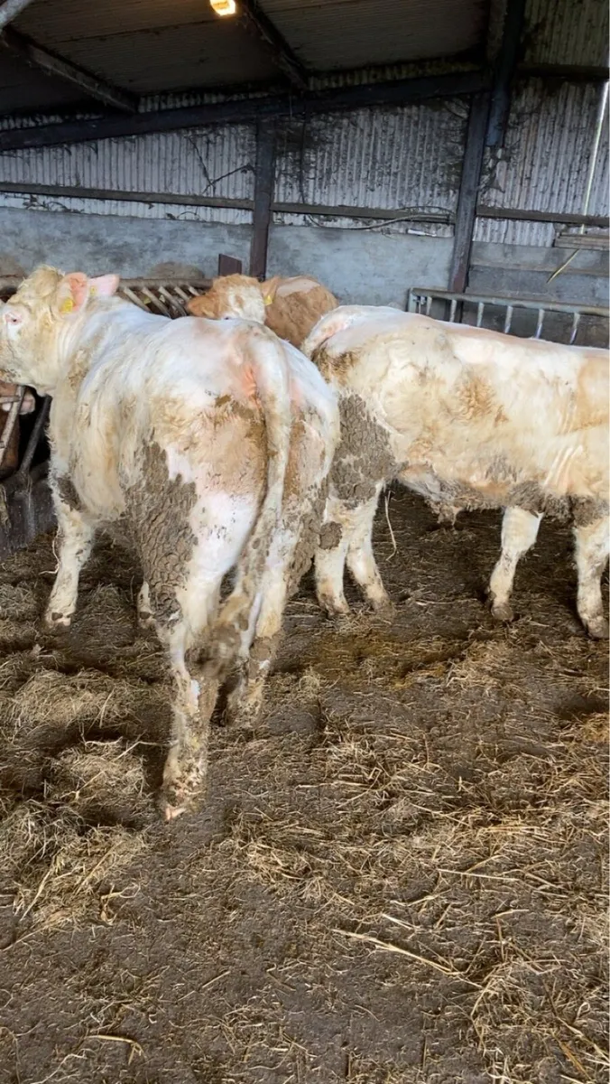 🔥Quality Heifers 🔥 - Image 2