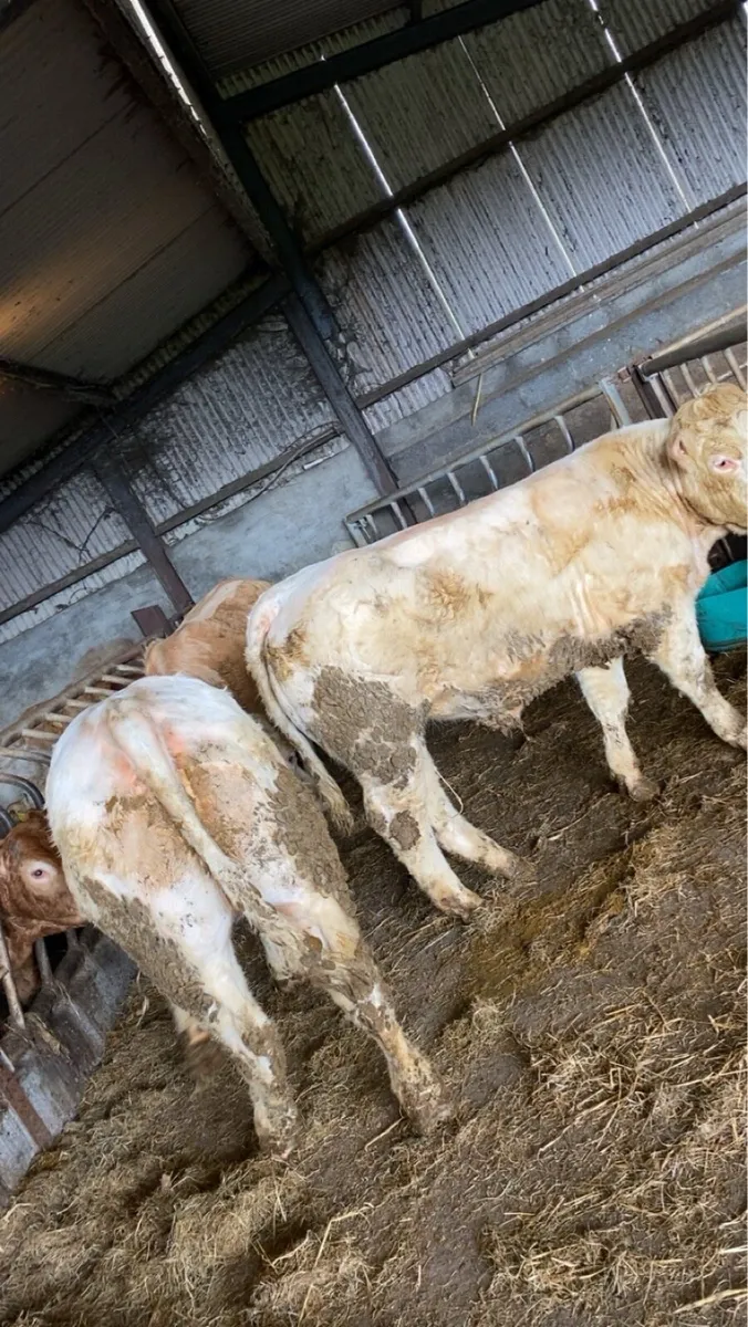 🔥Quality Heifers 🔥 - Image 3