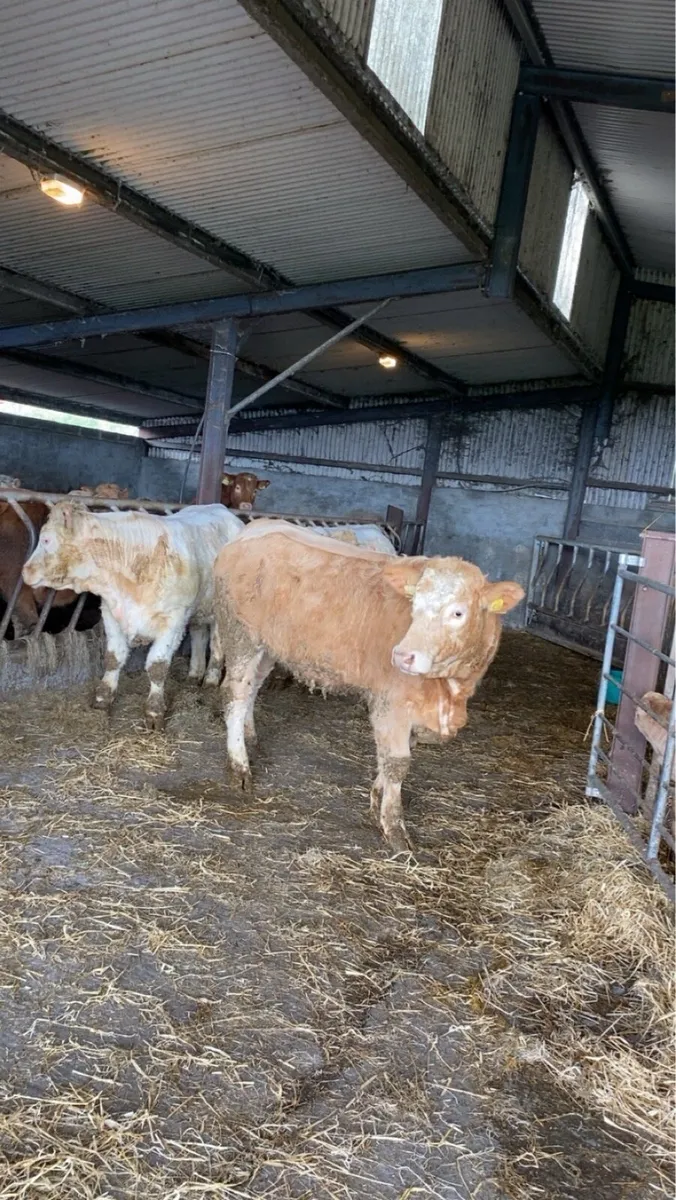🔥Quality Heifers 🔥 - Image 4