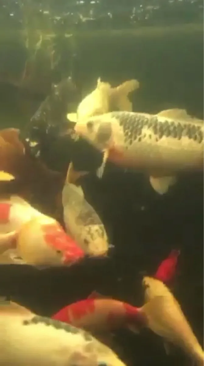 Pond fish & accessories - Image 1