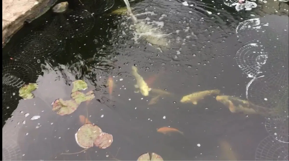 Pond fish & accessories - Image 2