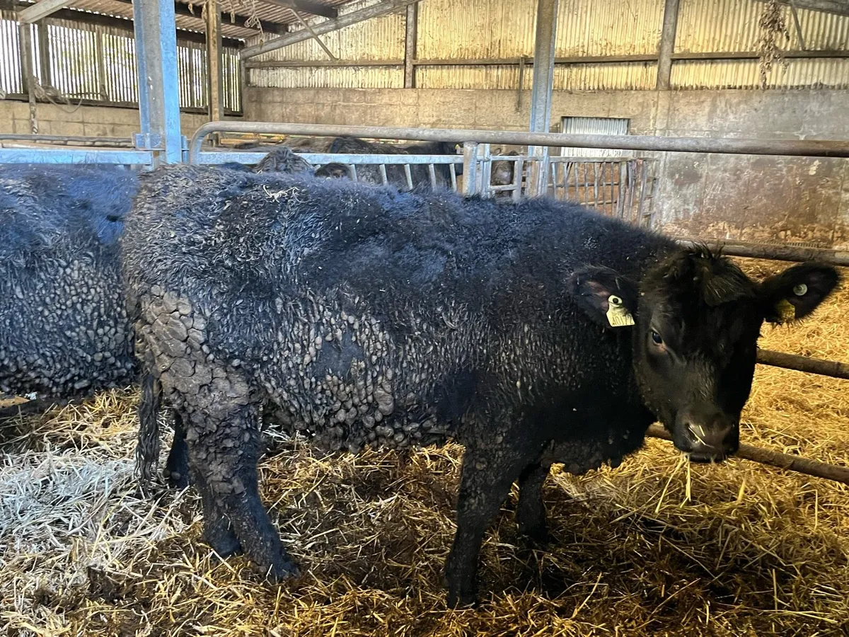 3 Pedigree Angus Heiferes - Image 2