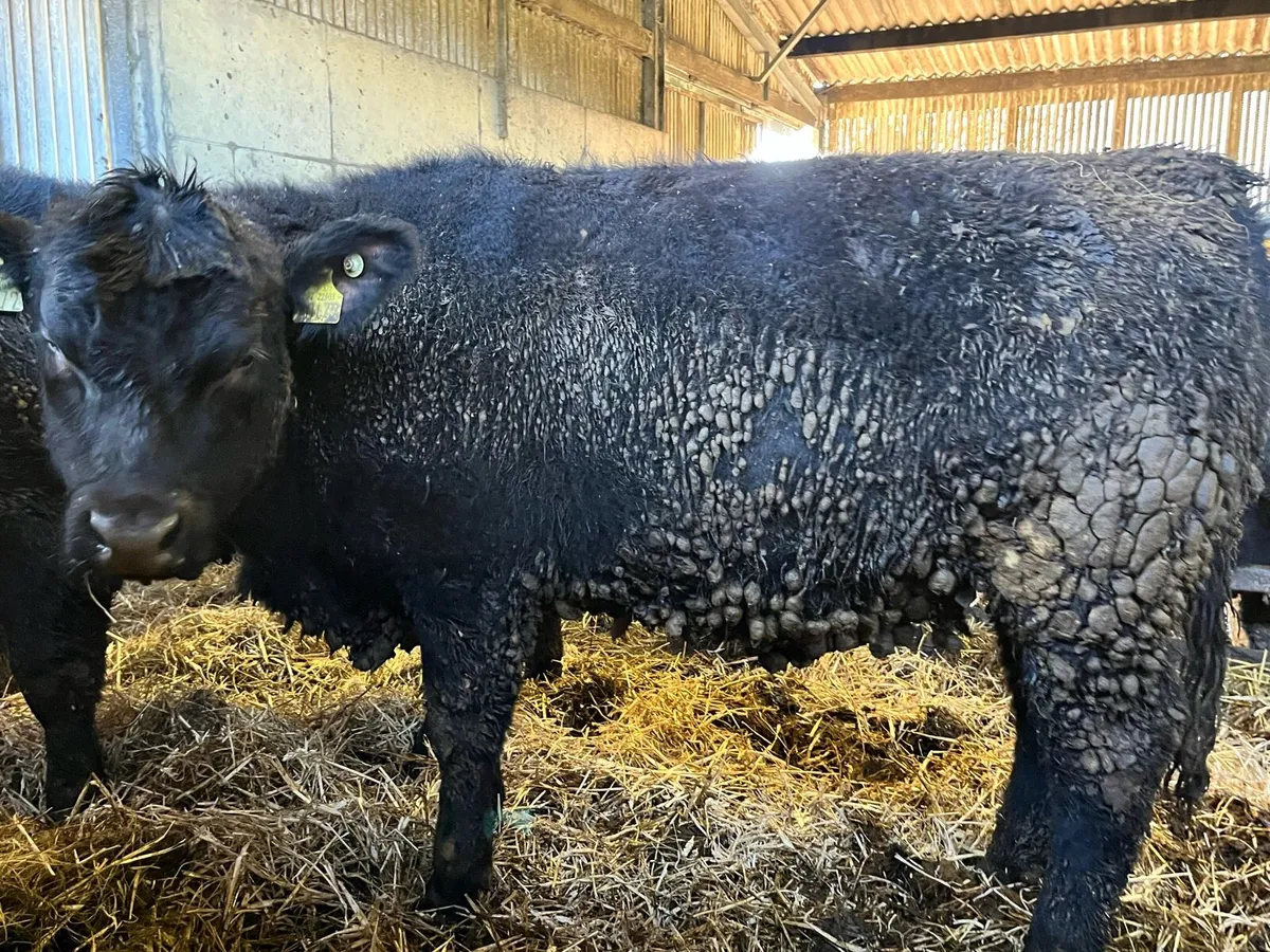 3 Pedigree Angus Heiferes - Image 3