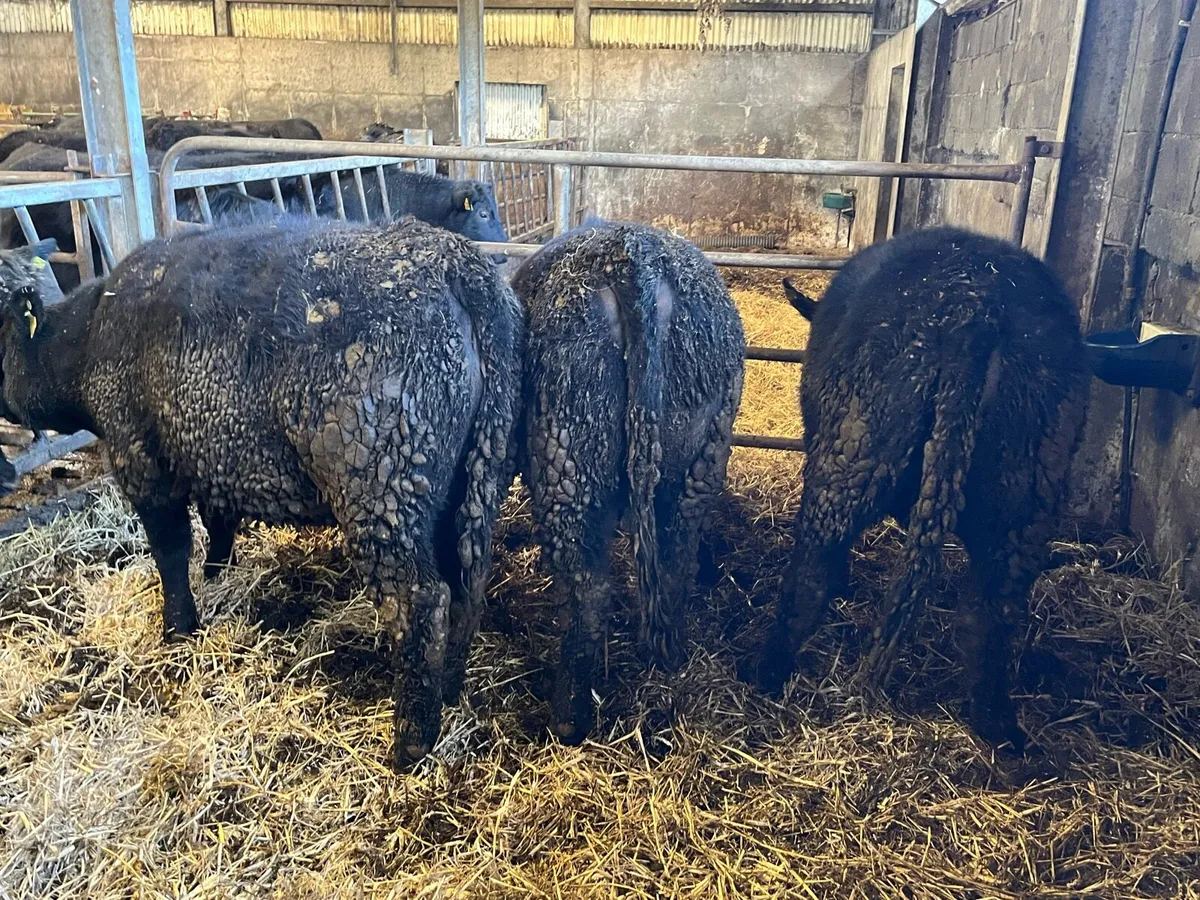 3 Pedigree Angus Heiferes - Image 4