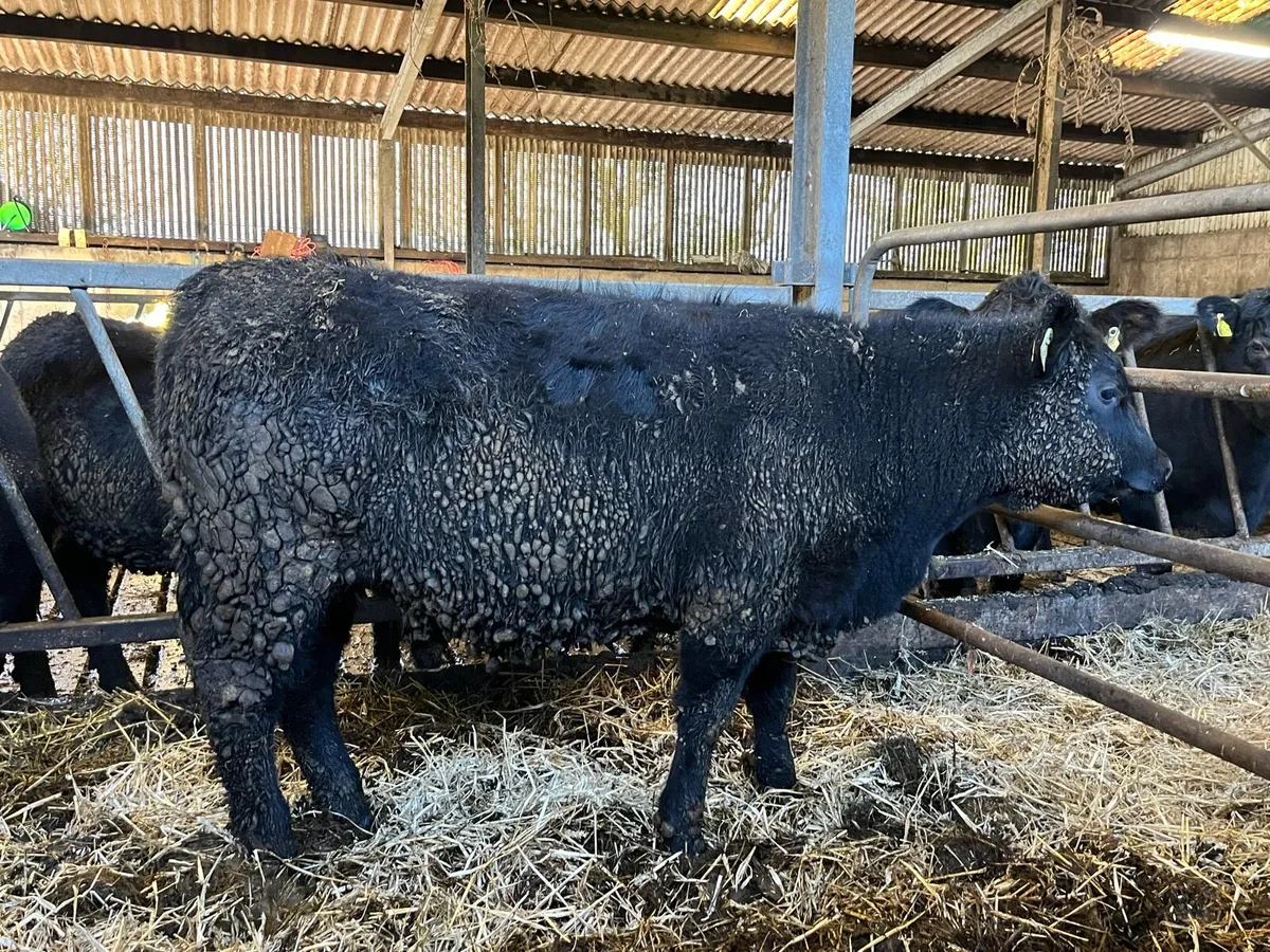 3 Pedigree Angus Heiferes - Image 1