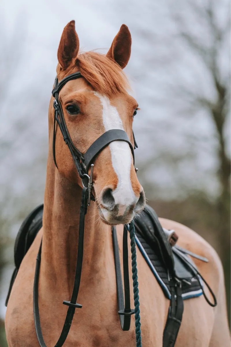 16.3 5 year old Irish draught - Image 2