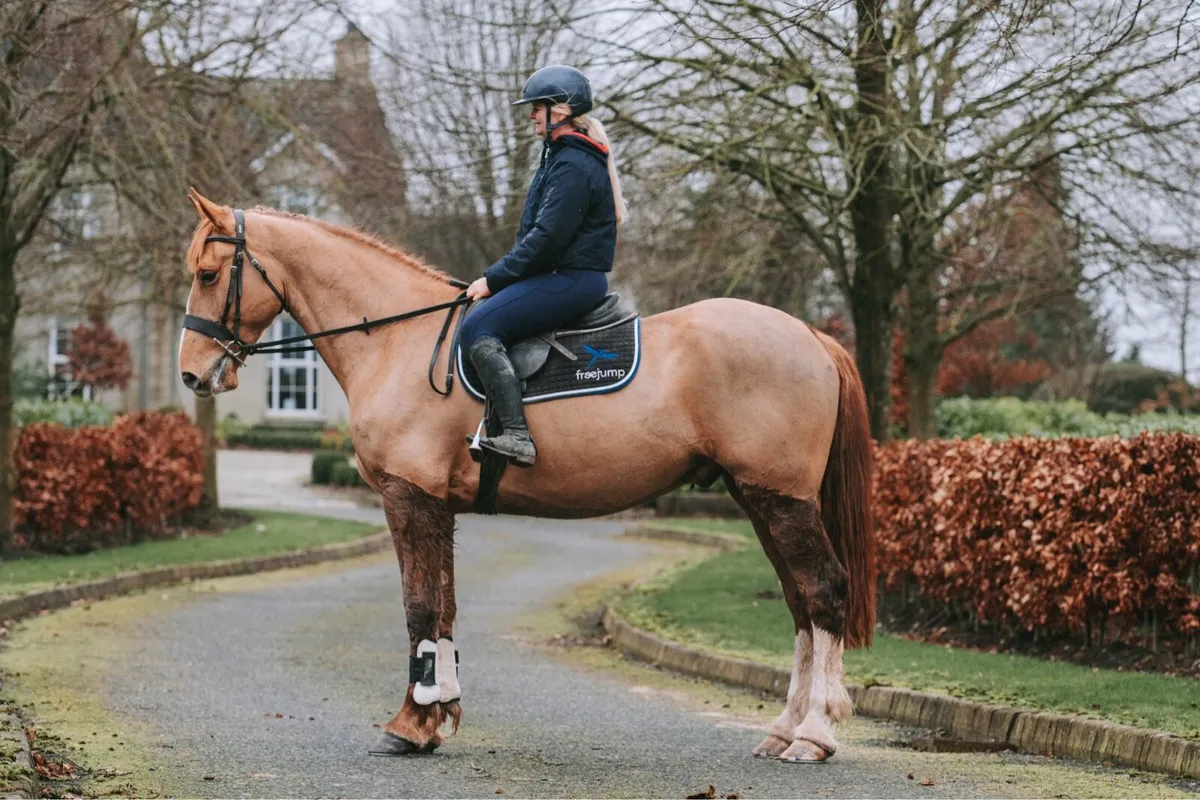 16.3 5 year old Irish draught - Image 3