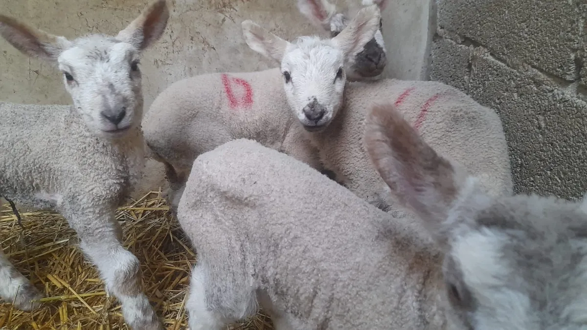 Pet Lamb (only two left) - Image 1