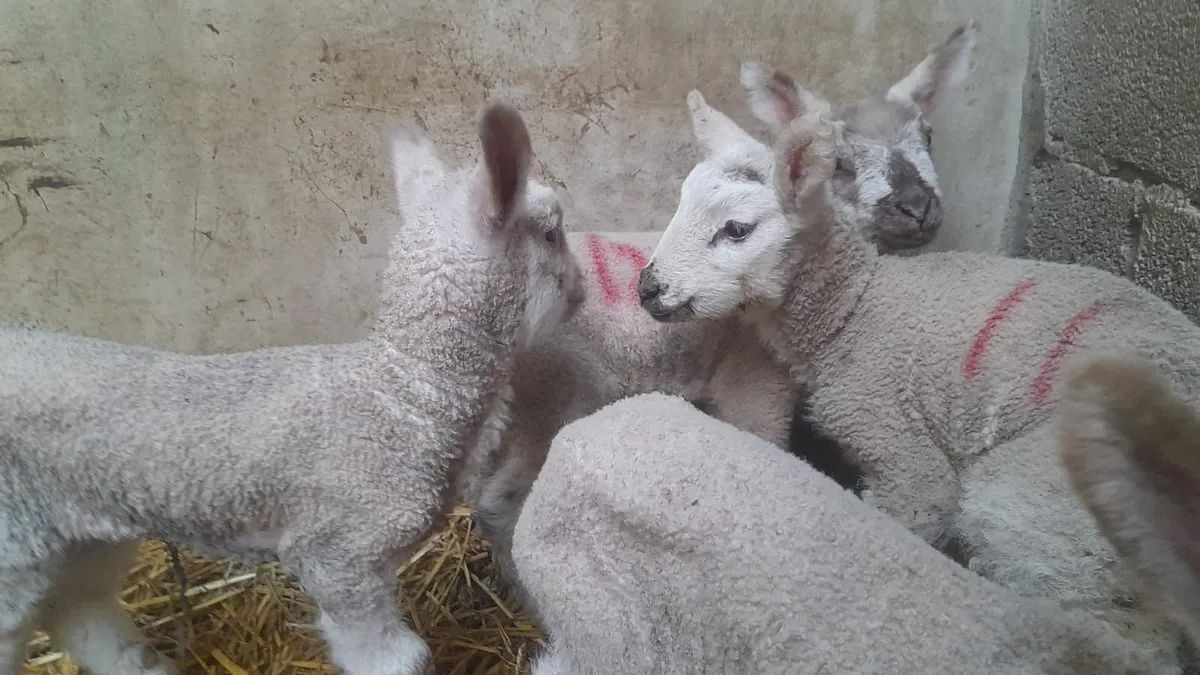 Pet Lamb (only two left) - Image 2