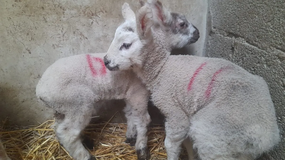 Pet Lamb (only two left) - Image 3