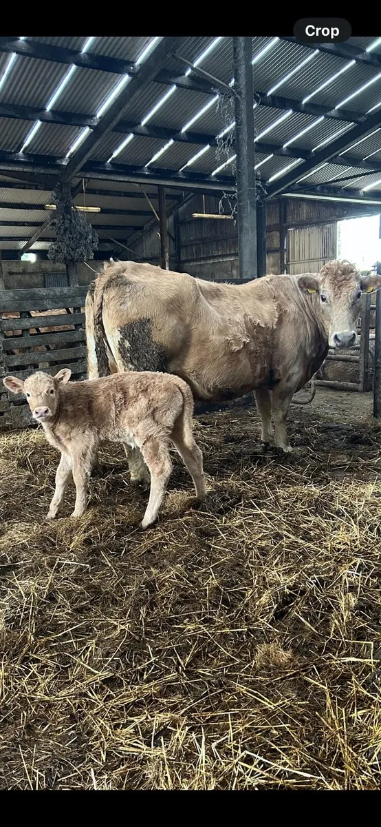 Cows with calves at foot - Image 1