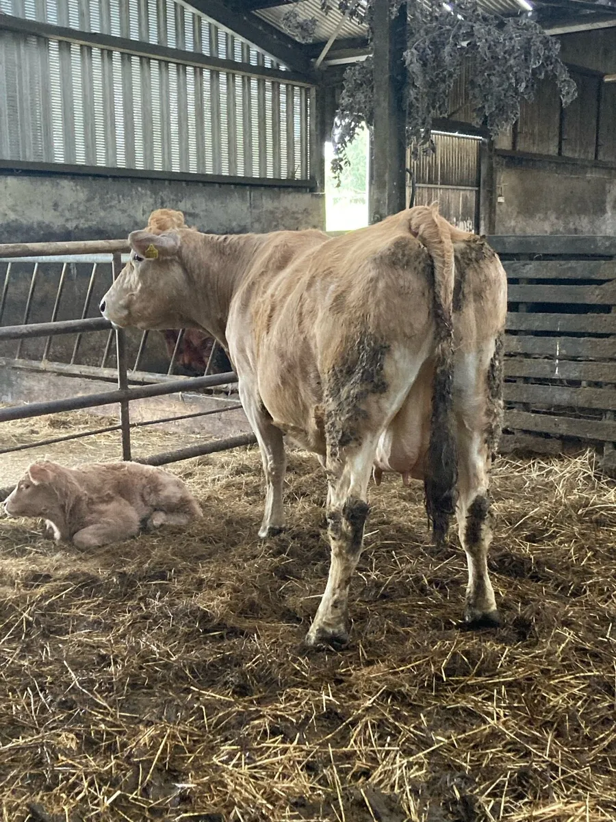 Cows with calves at foot - Image 3