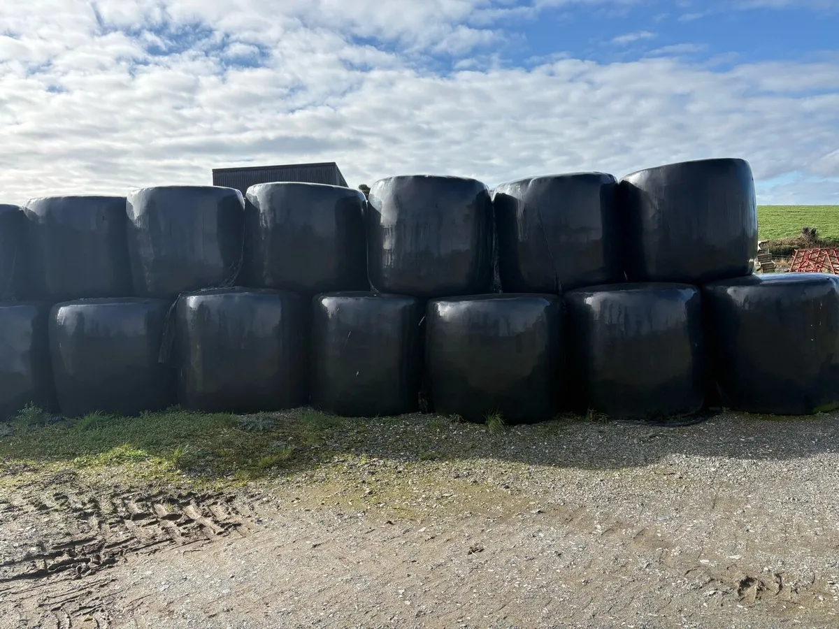 Round Bales of Silage - Image 1