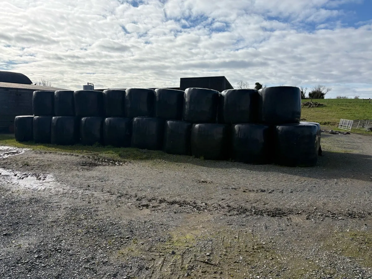 Round Bales of Silage - Image 2