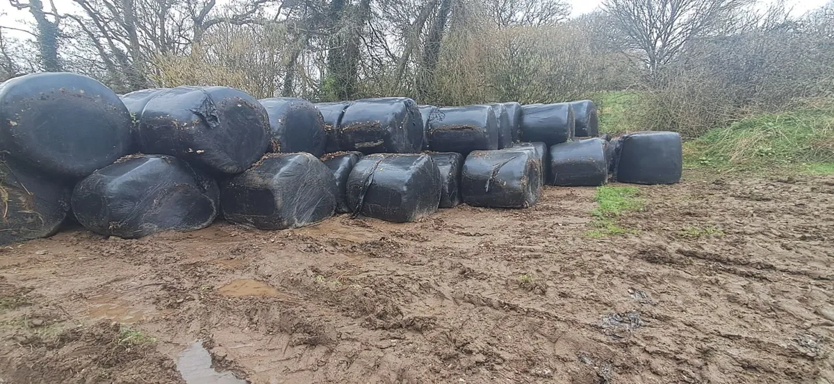 Bale silage - Image 2