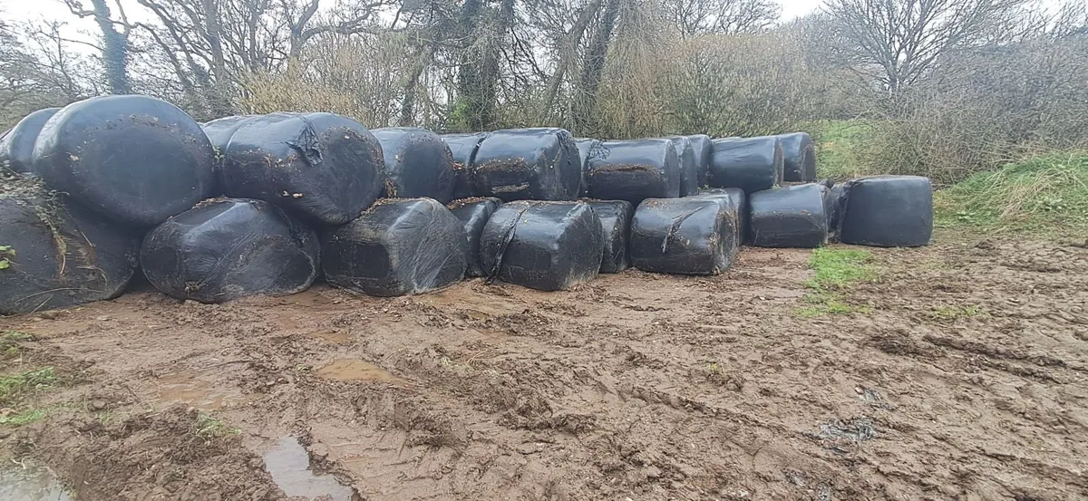 Bale silage - Image 4