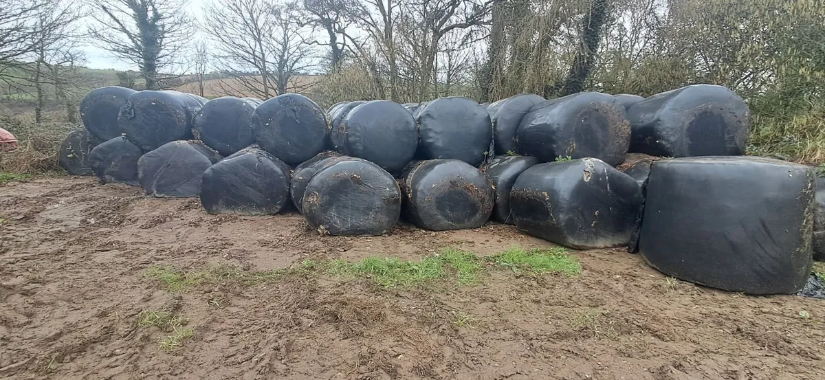 Bale silage - Image 3