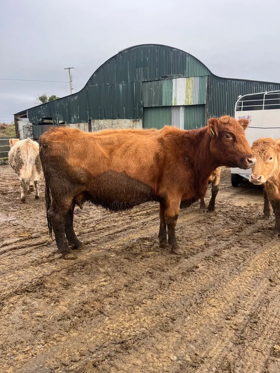 Smashing cow incalf to pb bb bull - Image 4