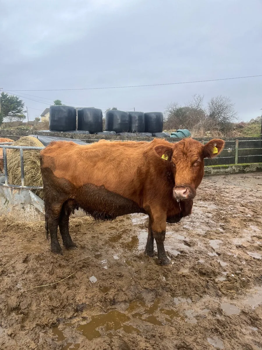 Smashing cow incalf to pb bb bull - Image 3