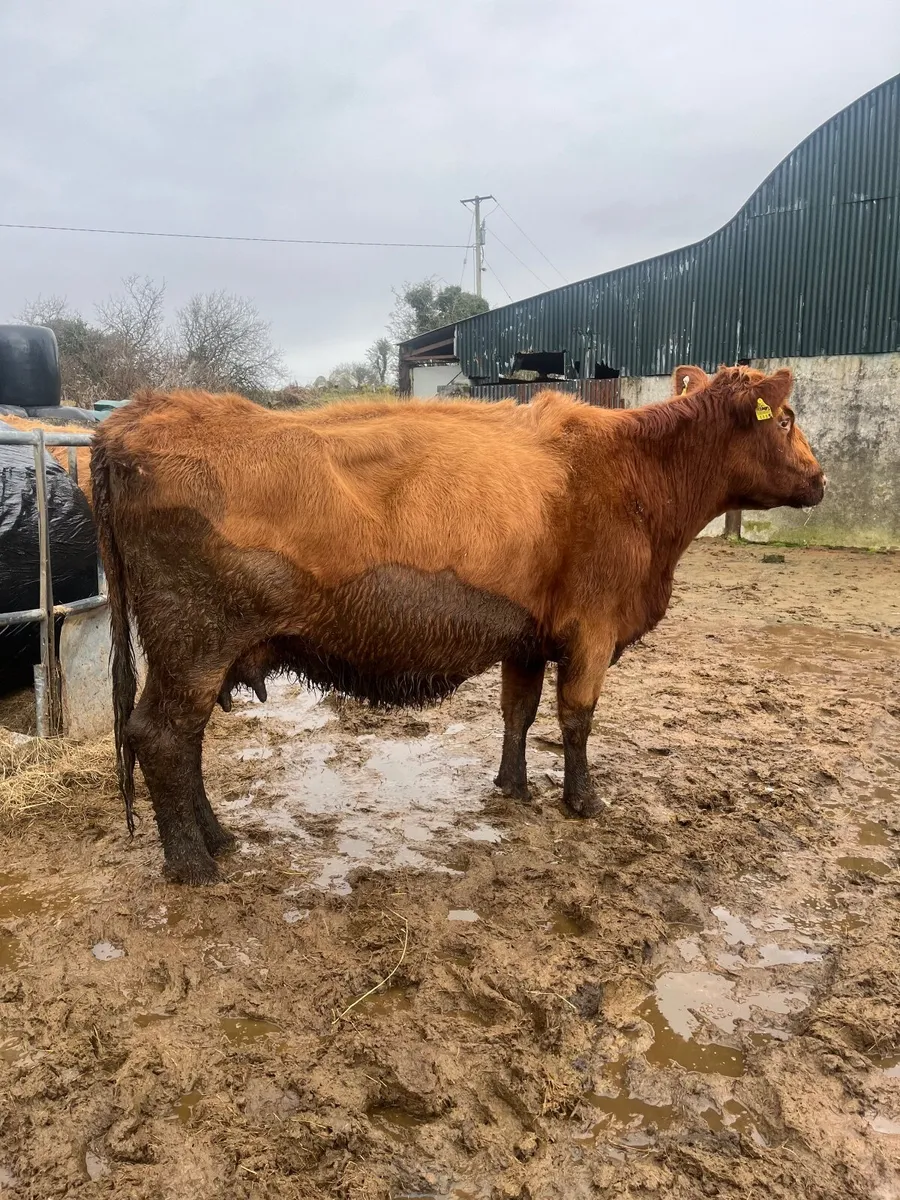 Smashing cow incalf to pb bb bull - Image 2