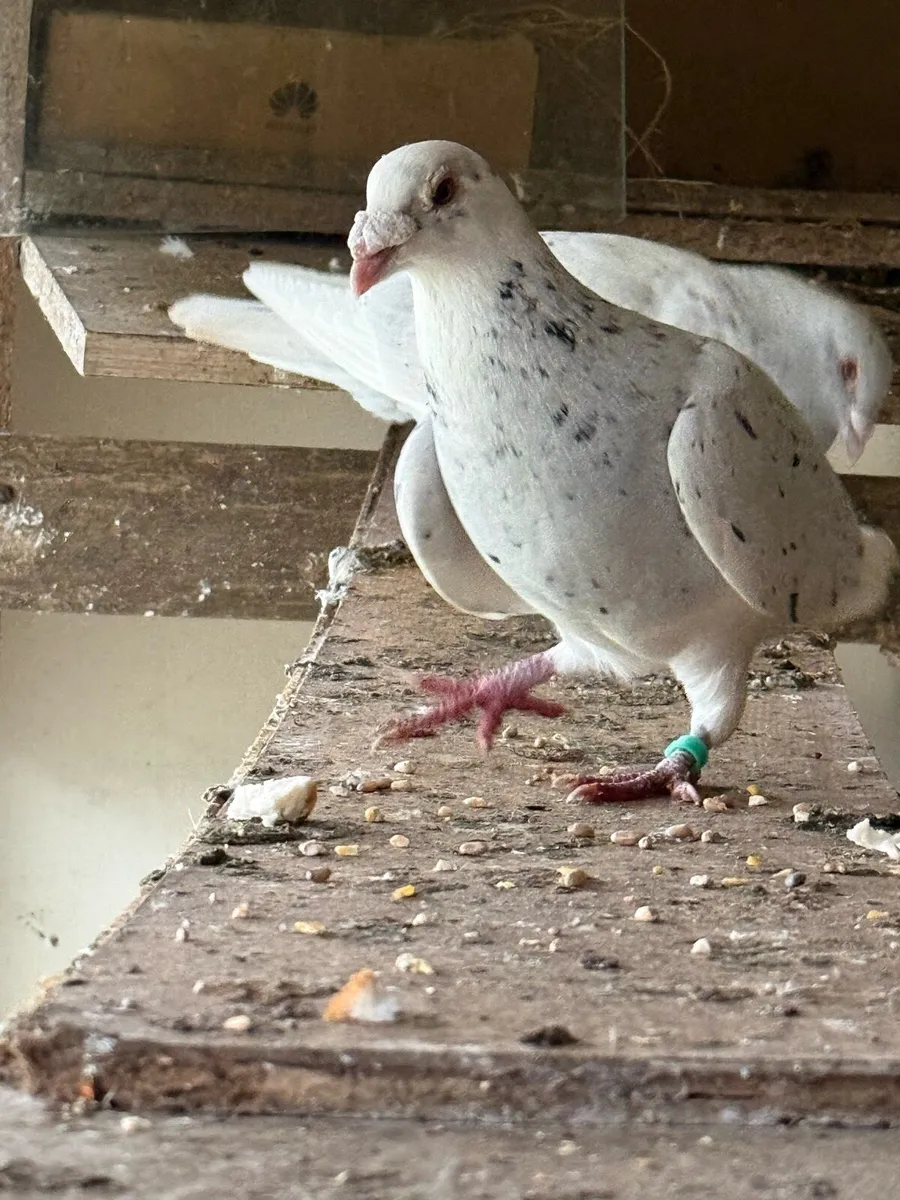 Pigeons - Image 2