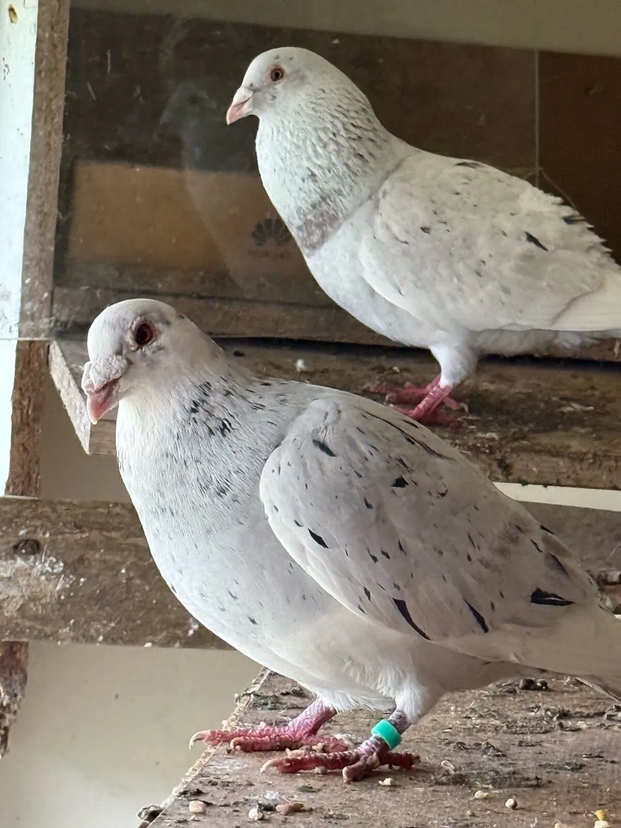 Pigeons - Image 1