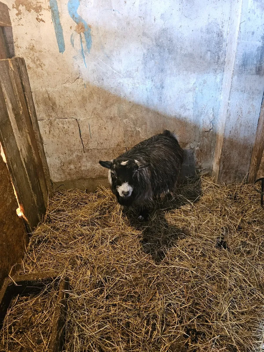 Female pygmy goat near kidding - Image 1