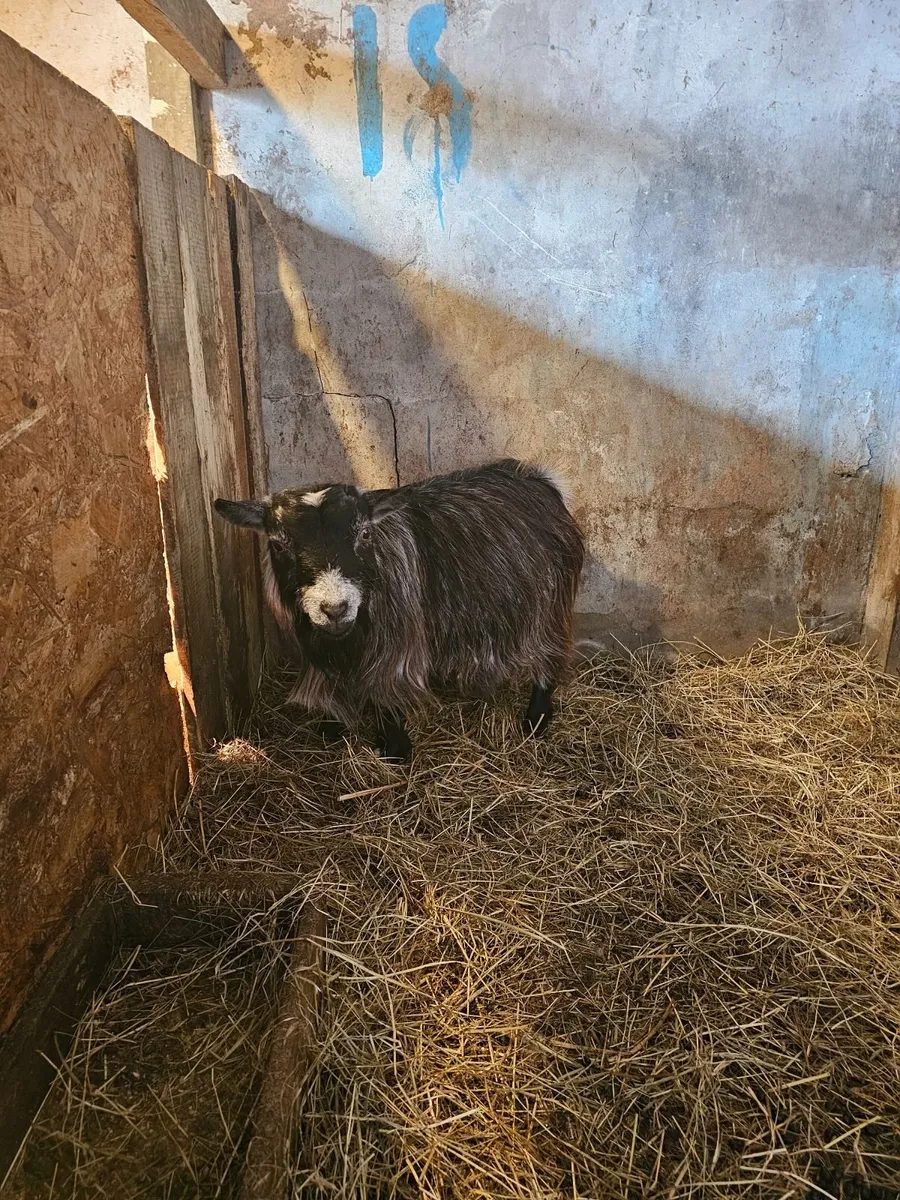 Female pygmy goat near kidding - Image 2