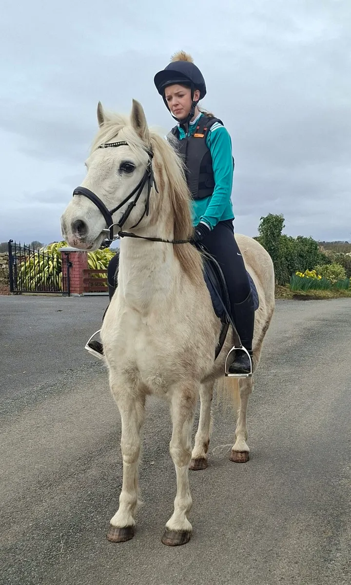 Connemara mare - Image 1