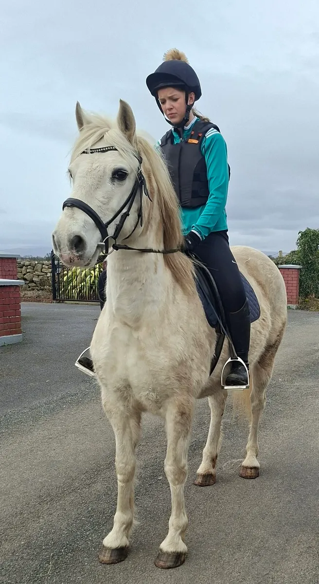 Connemara mare - Image 2