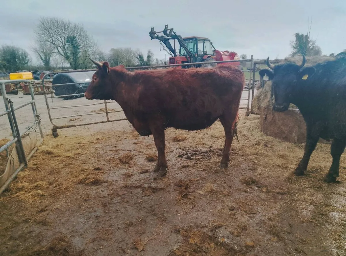 Organic dairy shorthorn heifers - Image 1