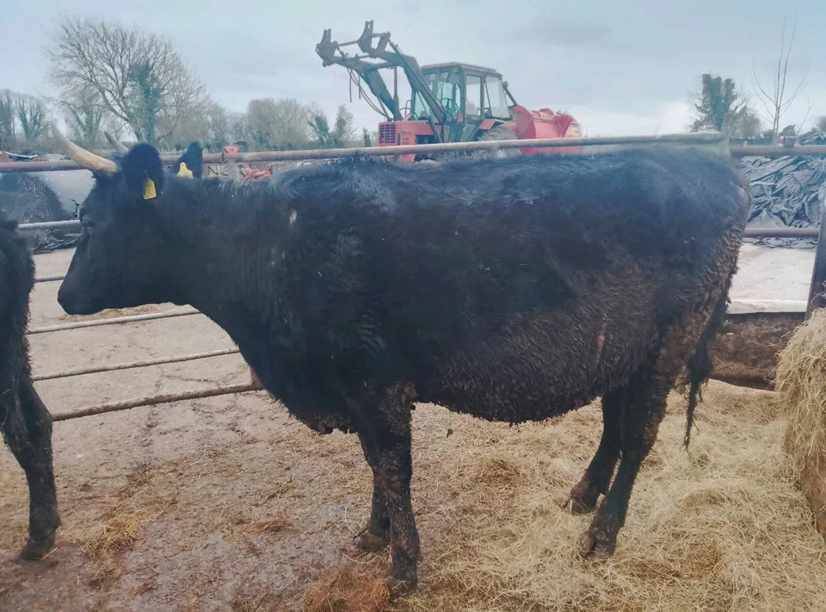 Organic dairy shorthorn heifers - Image 2