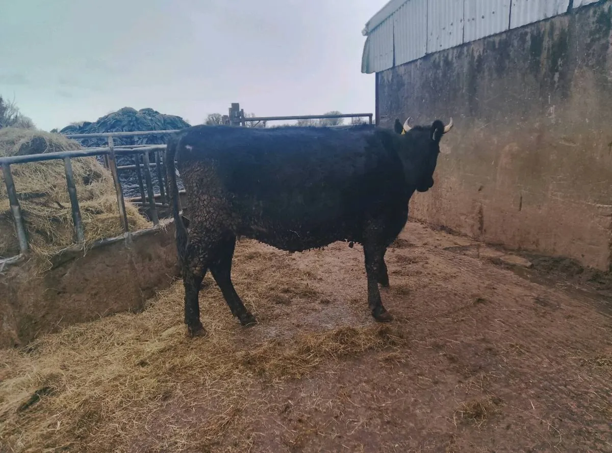 Organic dairy shorthorn heifers - Image 3