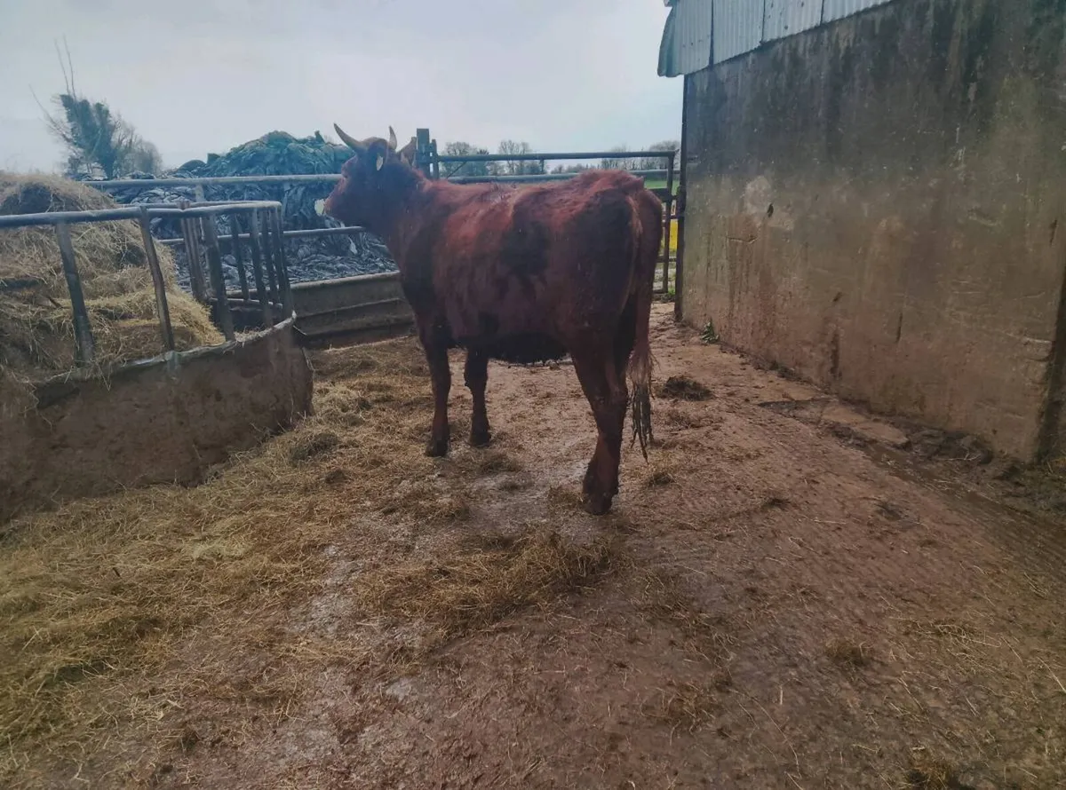 Organic dairy shorthorn heifers - Image 4