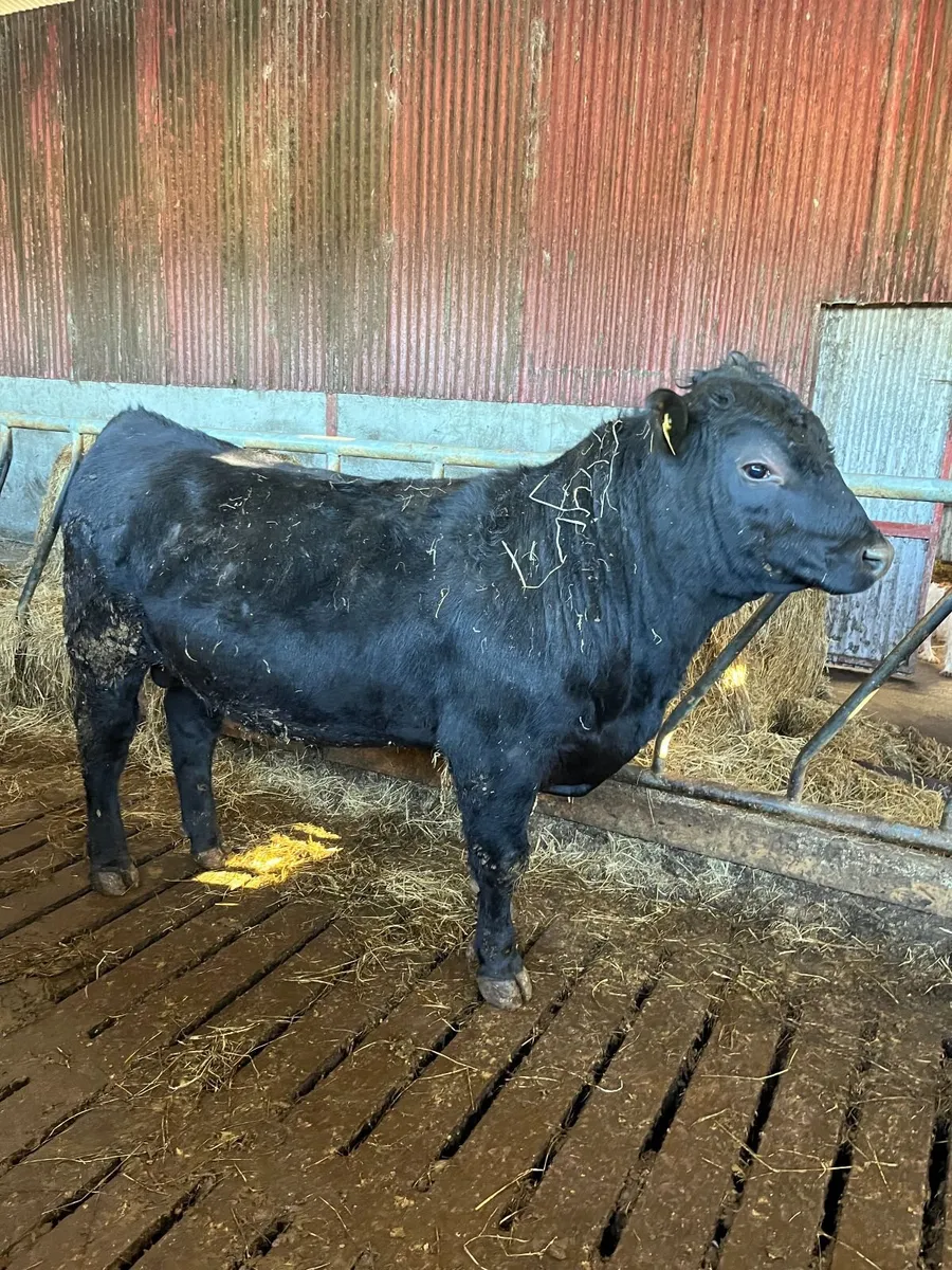 Pedigree Aberdeen Angus Bulls - Image 1