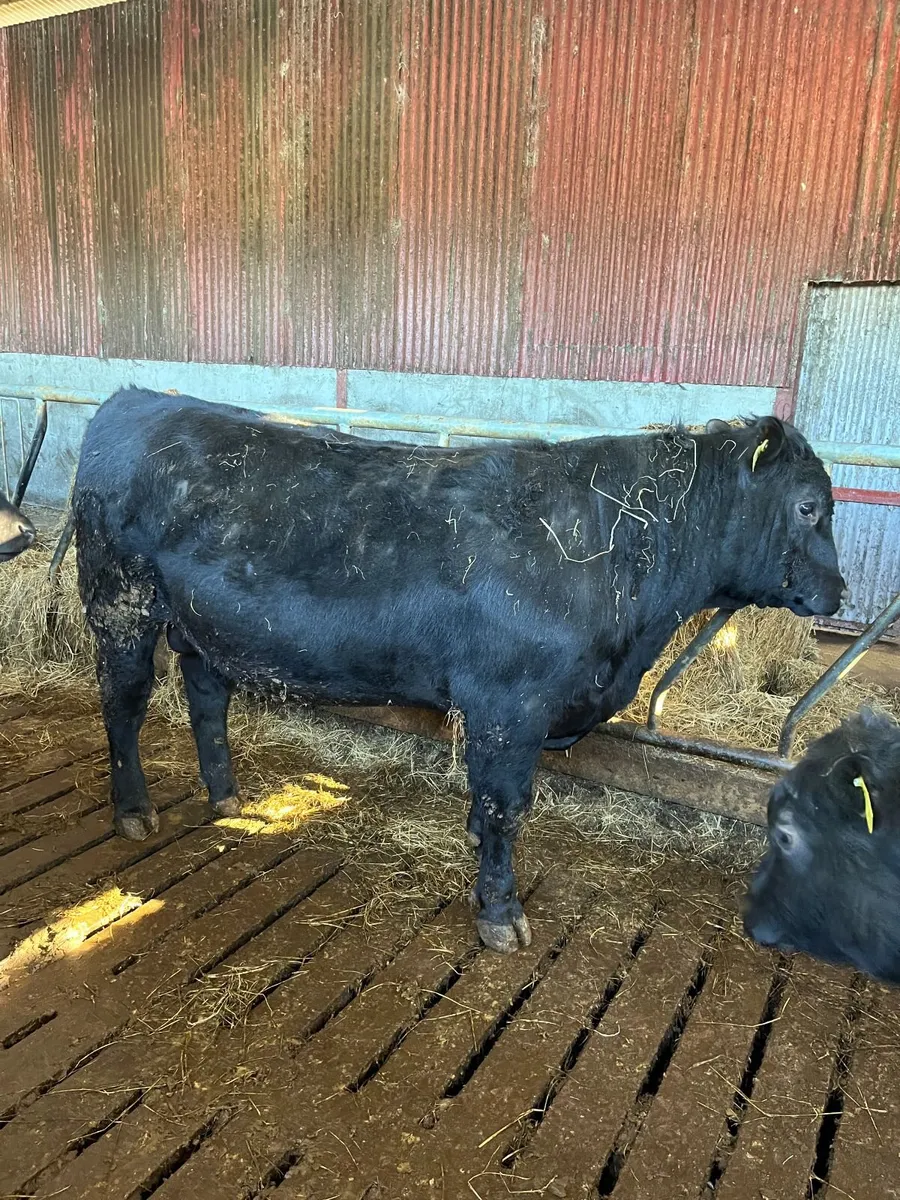 Pedigree Aberdeen Angus Bulls - Image 2