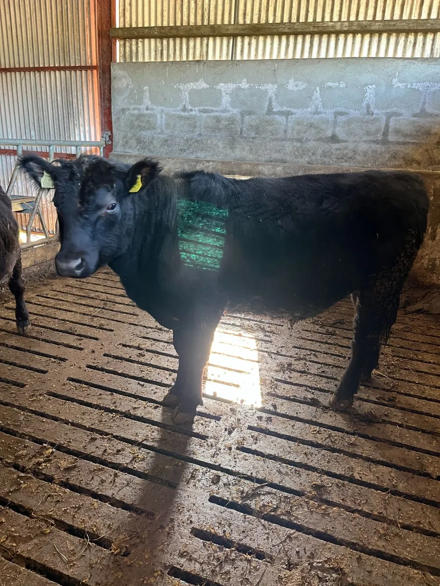 Pedigree Aberdeen Angus Bulls - Image 3