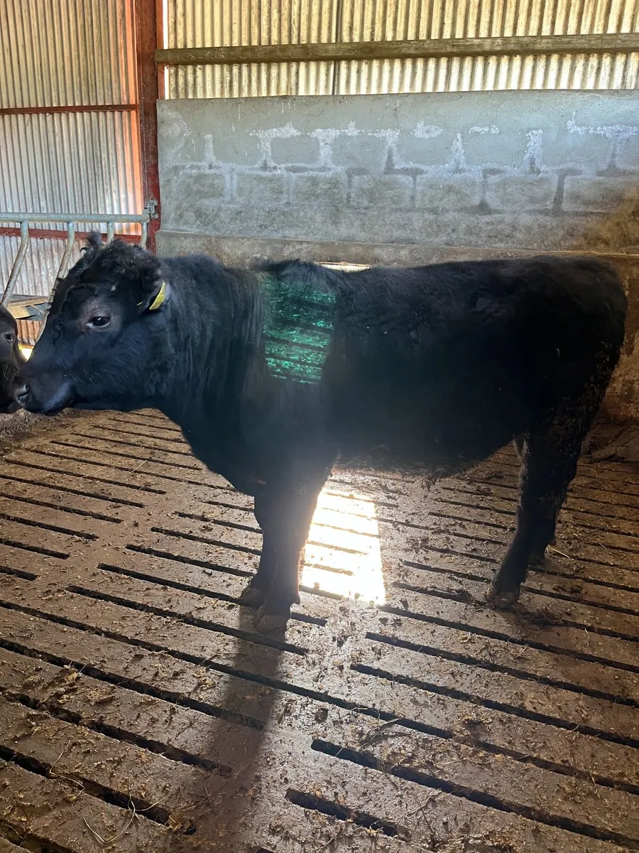 Pedigree Aberdeen Angus Bulls - Image 4