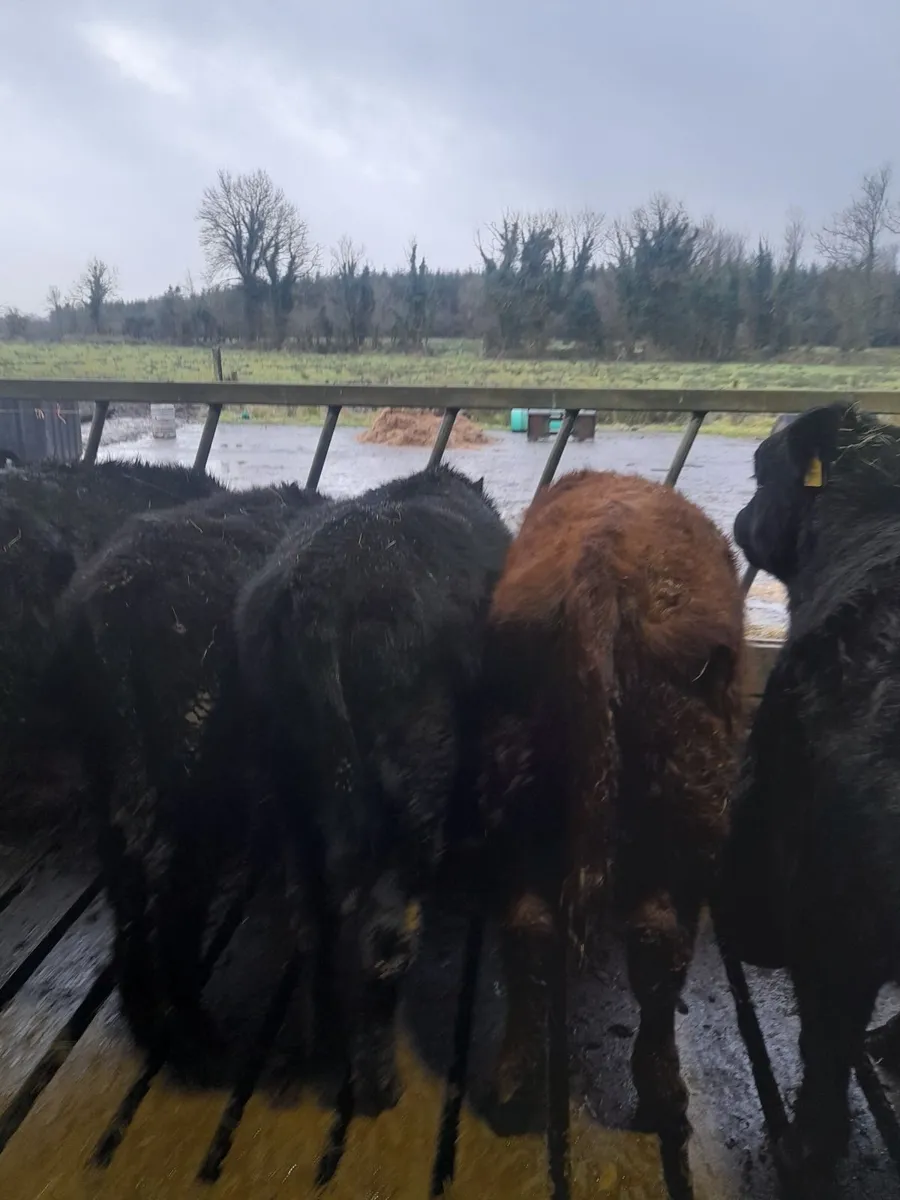 Organic AAX Yearlings - Image 1