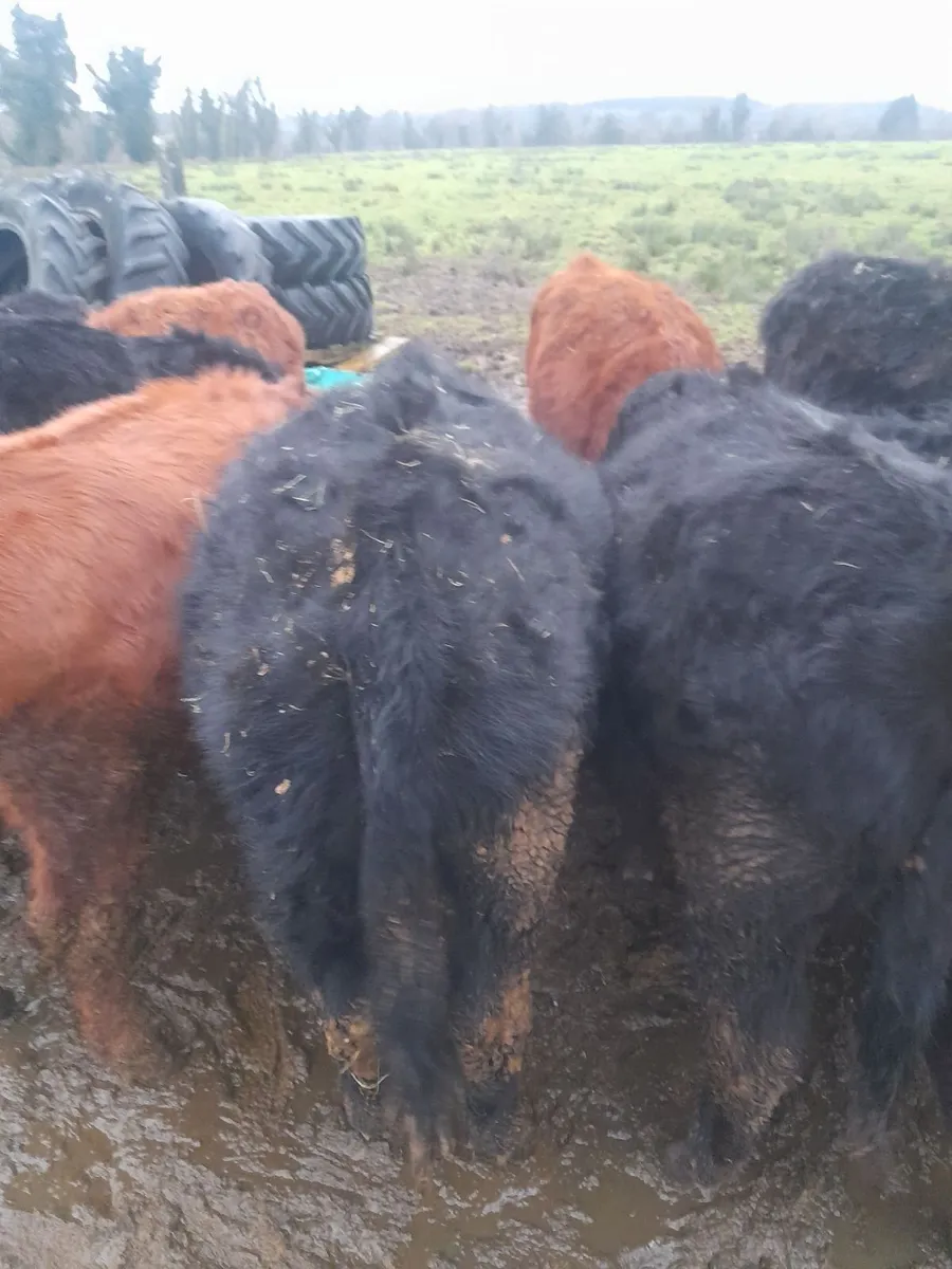 Organic AAX Yearlings - Image 2