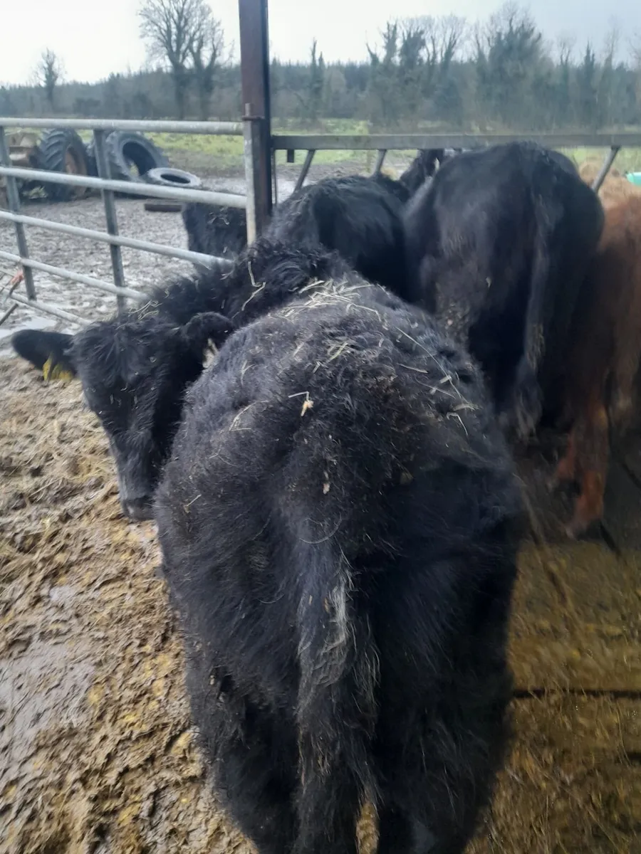 Organic AAX Yearlings - Image 4