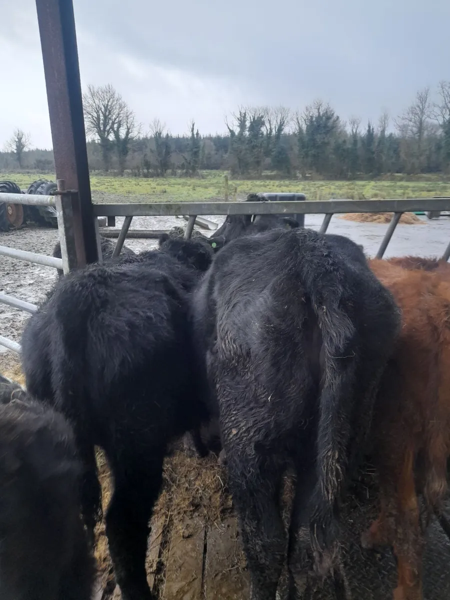 Organic AAX Yearlings - Image 3