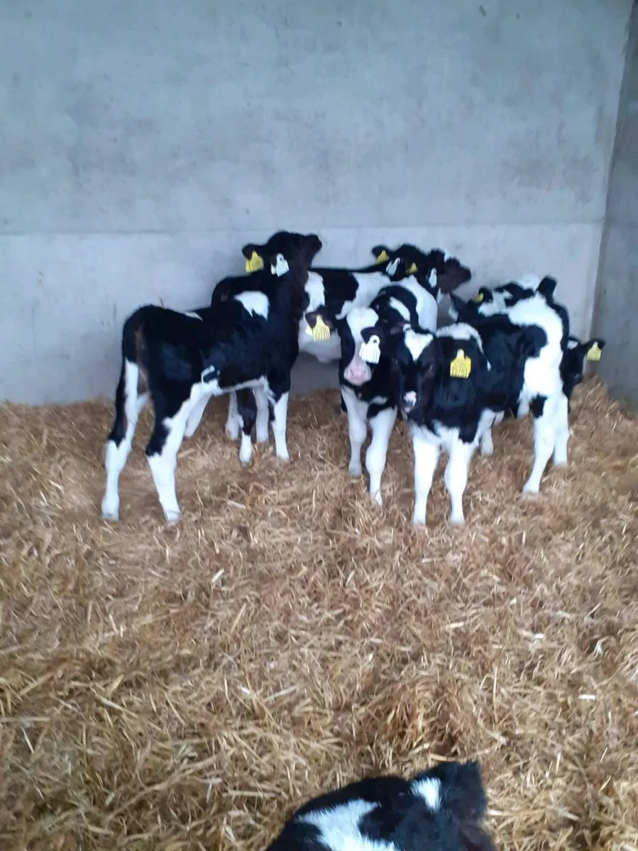 10 Fr Heifer Calves
