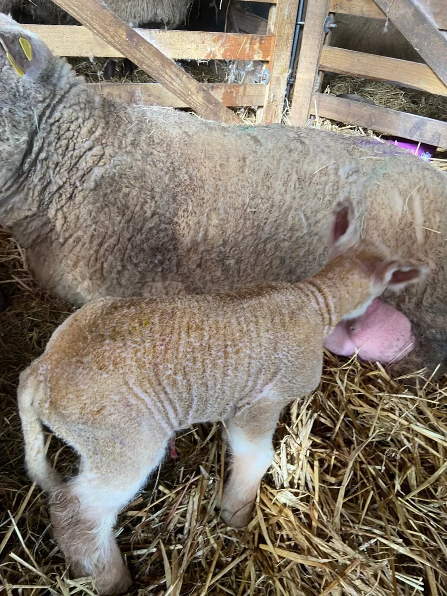 5 lambs cha. Sff cross good strong lambs - Image 1