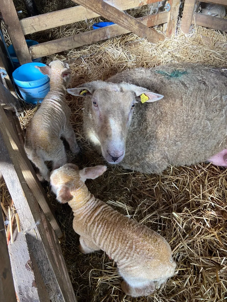 5 lambs cha. Sff cross good strong lambs - Image 2