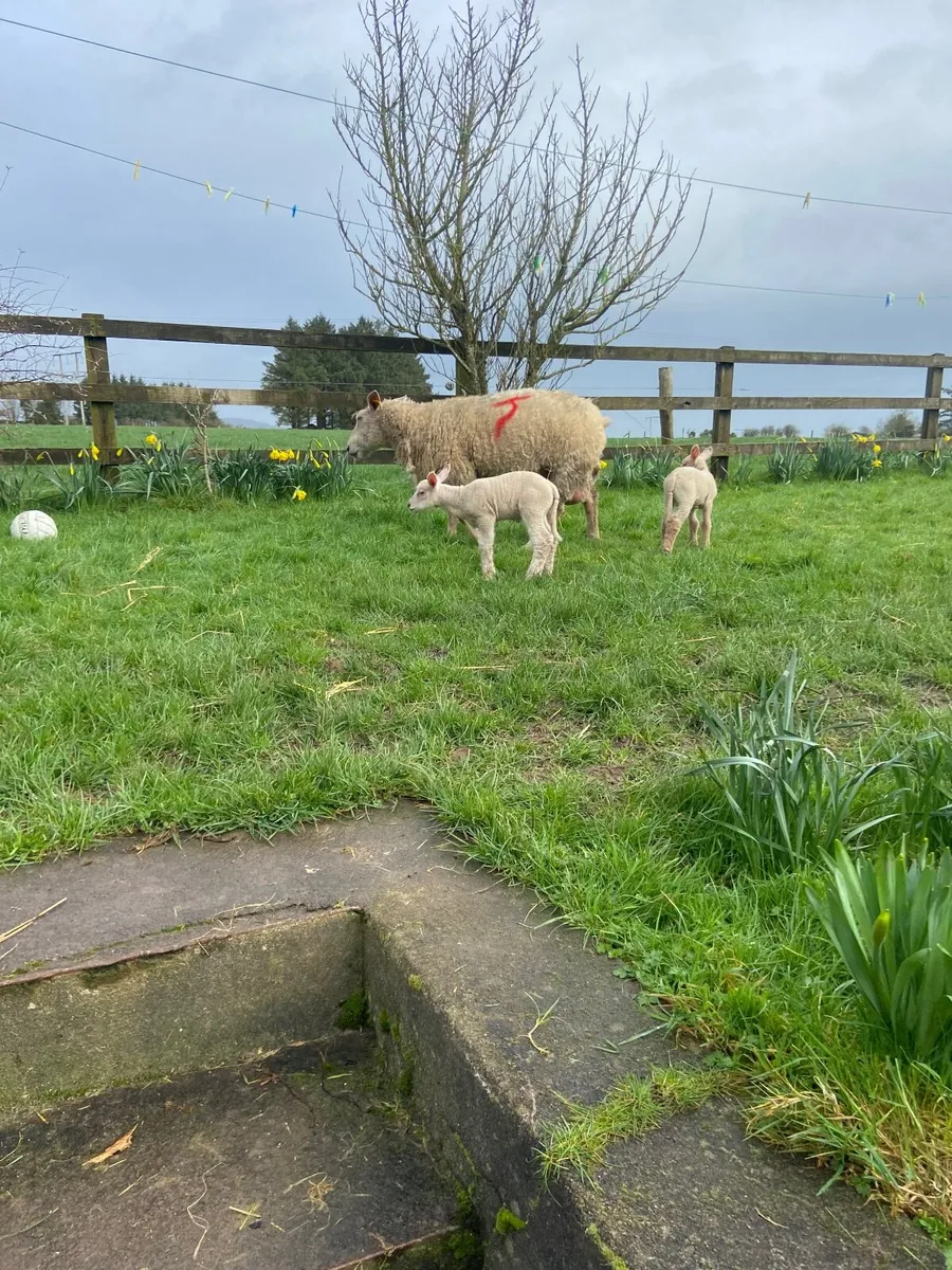 5 lambs cha. Sff cross good strong lambs - Image 3