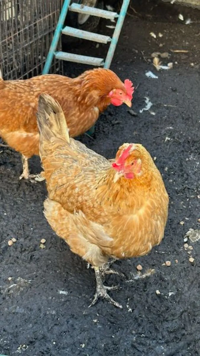 Eglu Cube Chicken Coop with Autodoor + 2 Chickens - Image 1