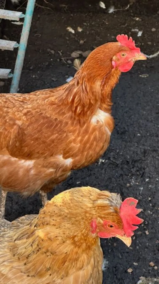 Eglu Cube Chicken Coop with Autodoor + 2 Chickens - Image 3
