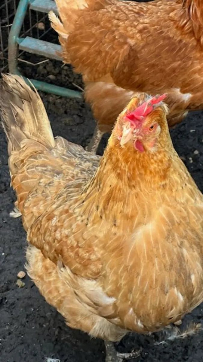Eglu Cube Chicken Coop with Autodoor + 2 Chickens - Image 2
